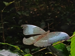Dophla evelina