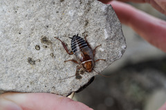 Temnopteryx phalerata