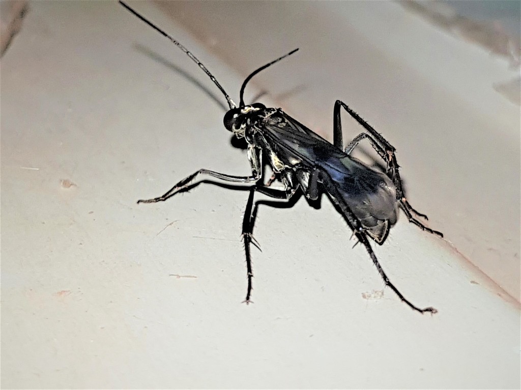 Anoplius depressipes