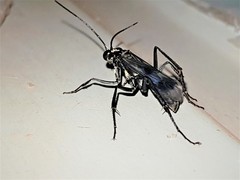Anoplius depressipes