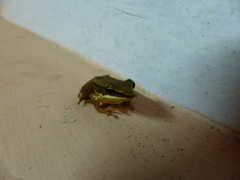 Indosylvirana