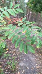 Sorbus aucuparia