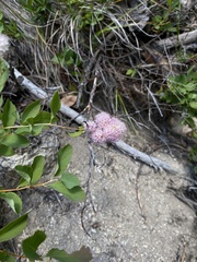 Spiraea × pyramidata, photograph (c) Daniel Kennedy, some rights reserved (CC BY)