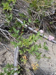 Spiraea × pyramidata, photograph (c) Daniel Kennedy, some rights reserved (CC BY)