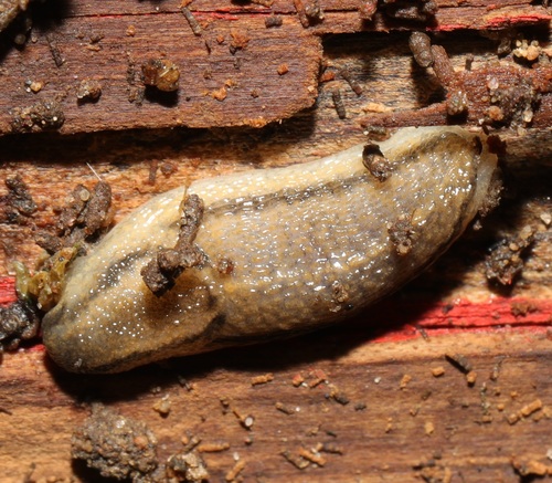 fasciatus-group Arion Slugs