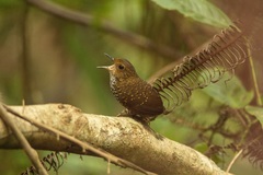 Pnoepyga pusilla