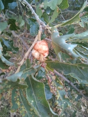 Striatoandricus aciculatus