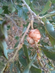 Striatoandricus aciculatus