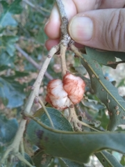 Striatoandricus aciculatus