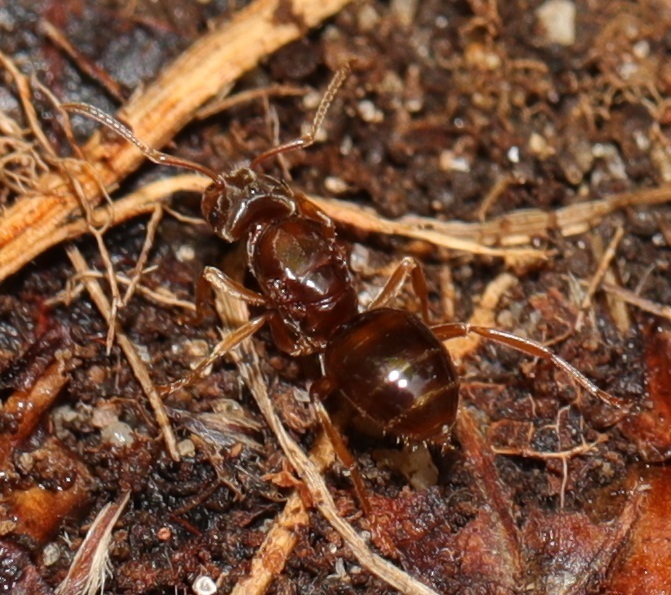 Shiny-bellied Fuzzy Ant