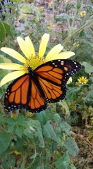 Danaus plexippus