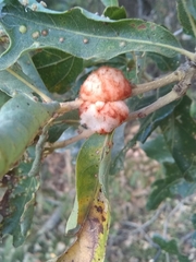 Striatoandricus aciculatus