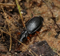 Platynus hypolithos