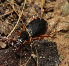Platynus hypolithos