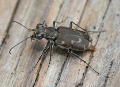 Cicindela repanda repanda
