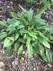 Salvia pentstemonoides