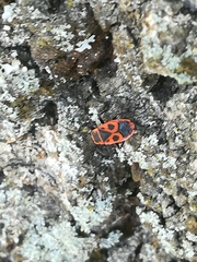 Pyrrhocoris apterus