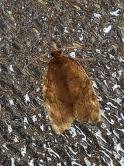 Argyrotaenia franciscana