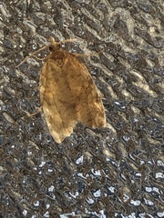 Argyrotaenia franciscana