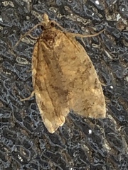 Argyrotaenia franciscana