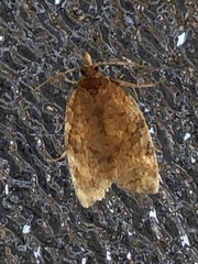 Argyrotaenia franciscana