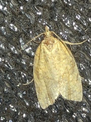 Argyrotaenia franciscana