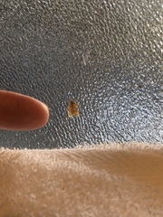 Argyrotaenia franciscana