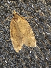Argyrotaenia franciscana