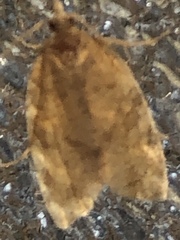 Argyrotaenia franciscana