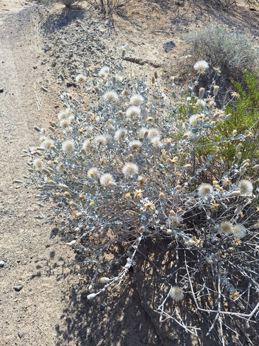 Woolly brickellbush (Brickellia incana)