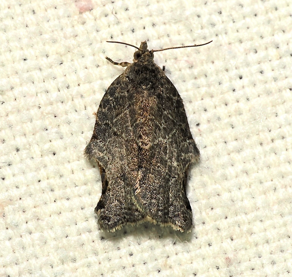 Clepsis abscisana