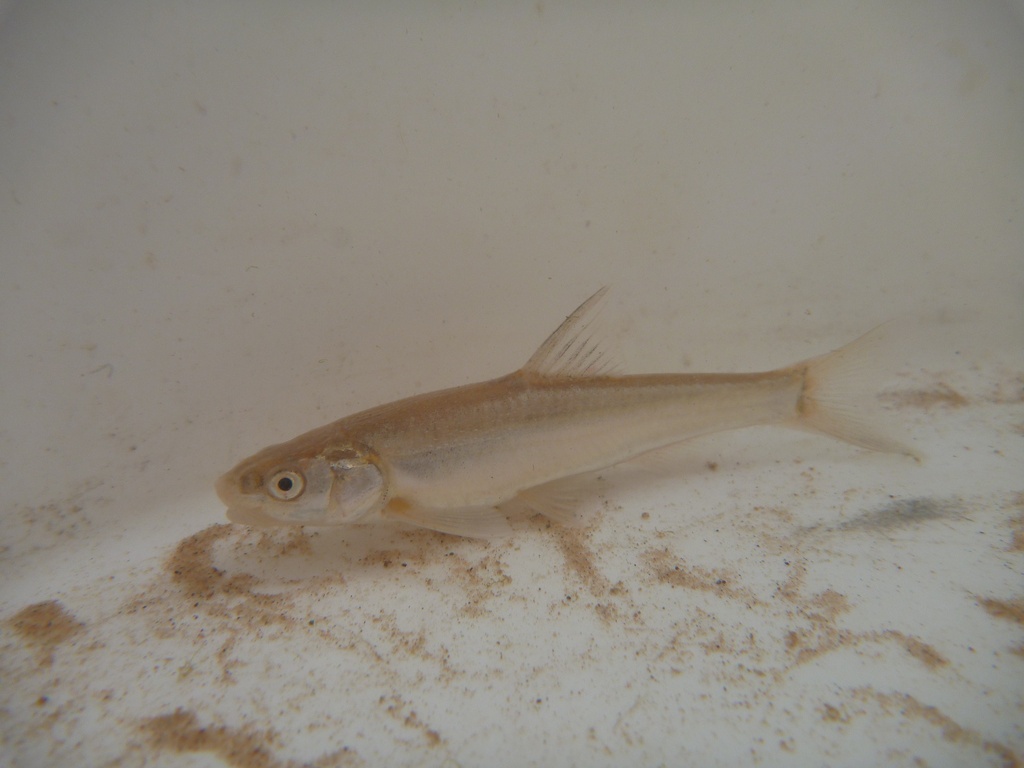 Woundfin (Plagopterus argentissimus) — Cyprinidae