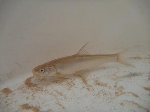 Woundfin (Plagopterus argentissimus) — Cyprinidae