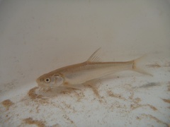Woundfin photo 1