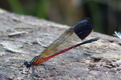 Euphaea dispar