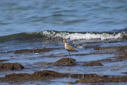 Pluvialis fulva observed 2024-06-05