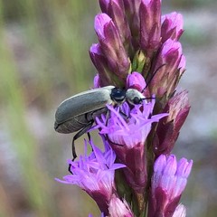 Epicauta heterodera