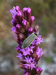 Epicauta heterodera