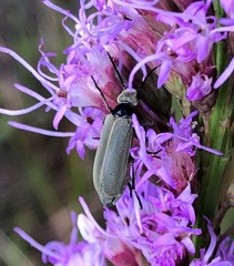 Epicauta heterodera