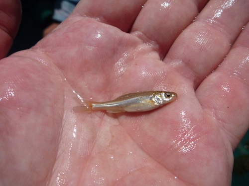 Woundfin (Plagopterus argentissimus) — Cyprinidae — 3