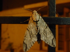 Psilogramma vates