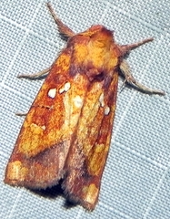 Papaipema leucostigma