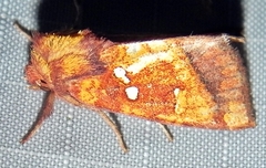 Papaipema leucostigma