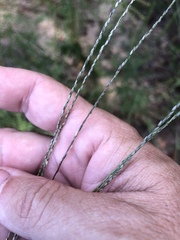 Digitaria filiformis