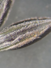 Digitaria filiformis