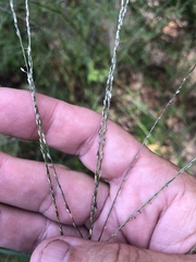 Digitaria filiformis