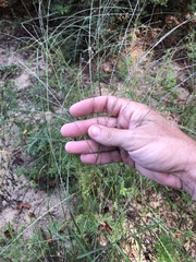 Digitaria filiformis