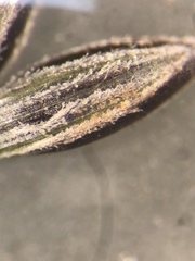 Digitaria filiformis