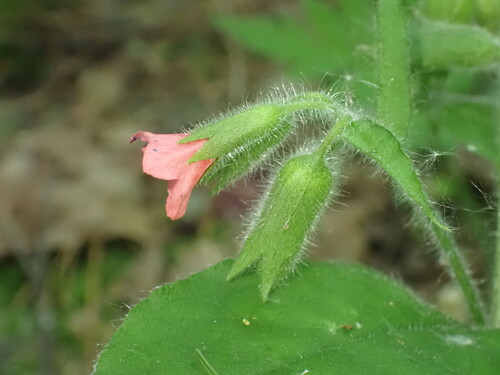 Red Lungwort (Pulmonaria rubra)