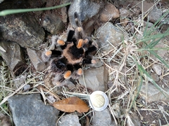Brachypelma hamorii